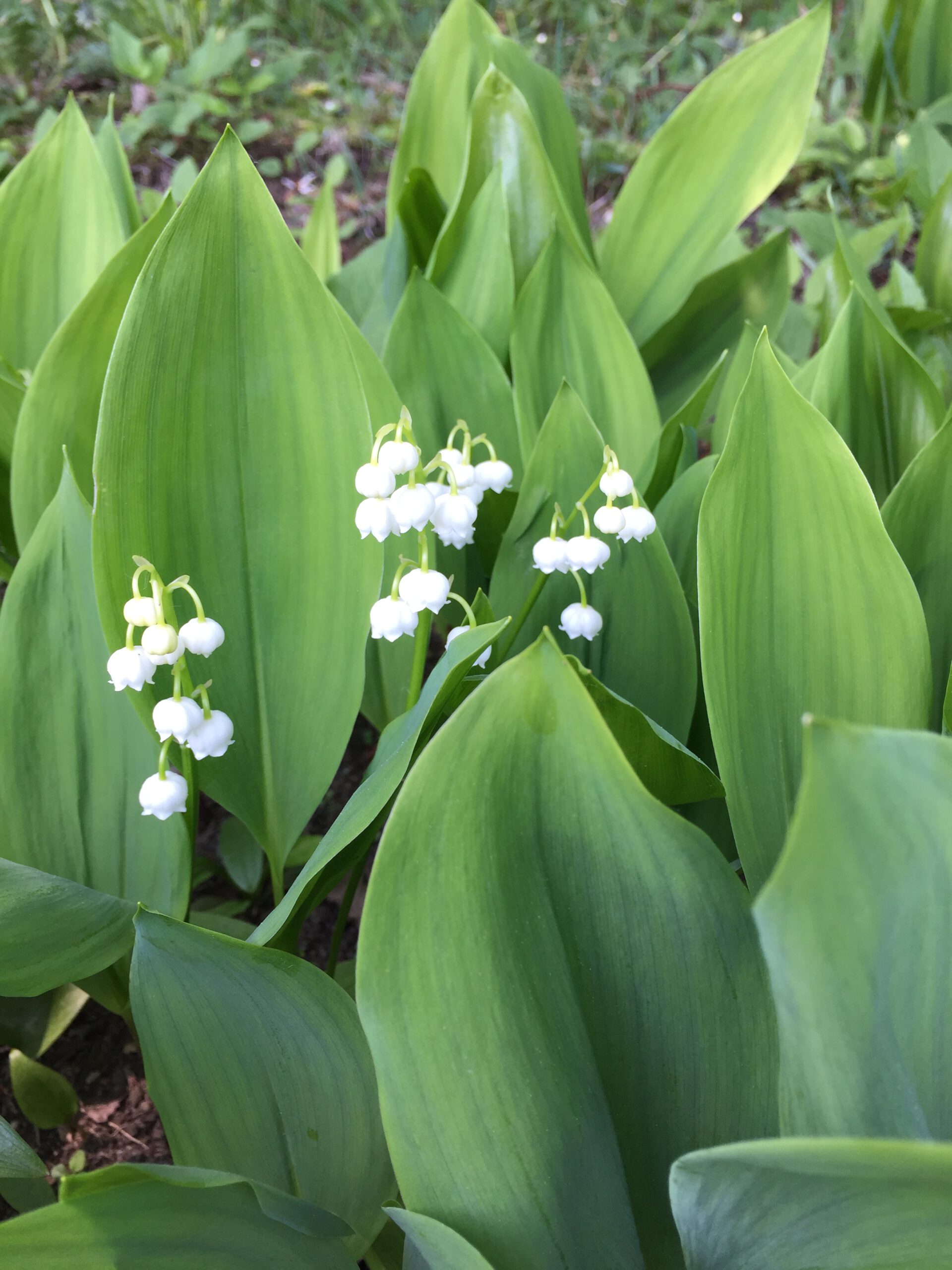 釧路の草花