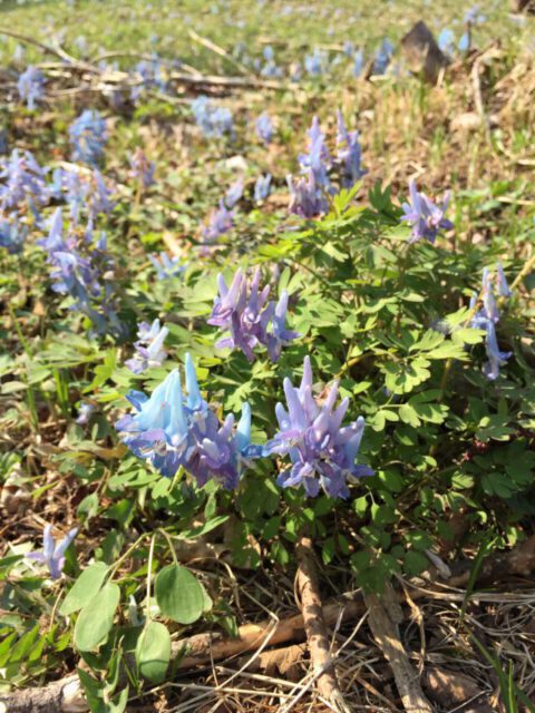 釧路の草花