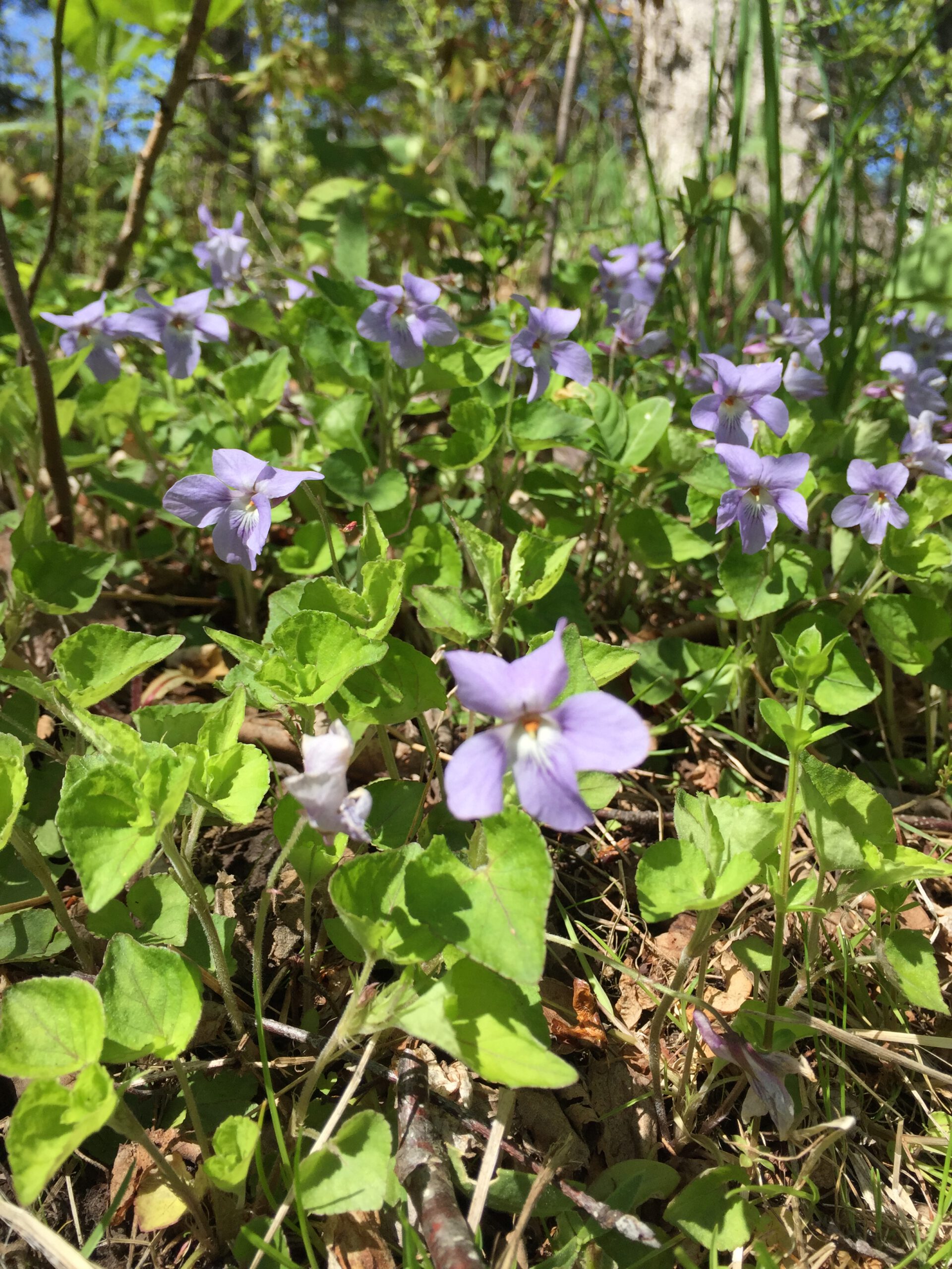 釧路の草花